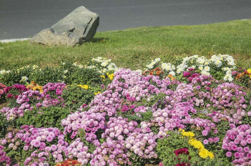 شکوفایی یک میلیون و ۵۰۰ هزار گل داوودی در کرج