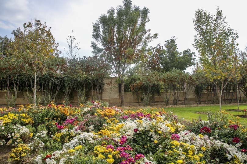 شکوفایی یک میلیون و ۵۰۰ هزار گل داوودی در کرج