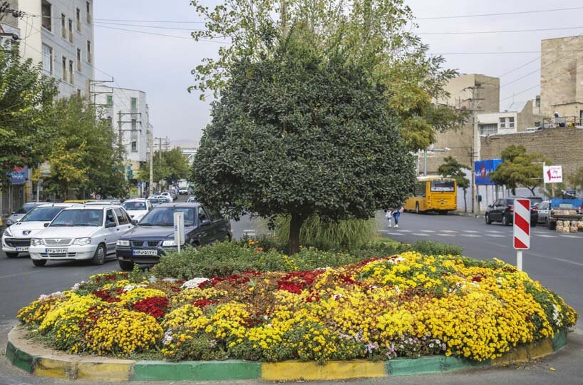 شکوفایی یک میلیون و ۵۰۰ هزار گل داوودی در کرج