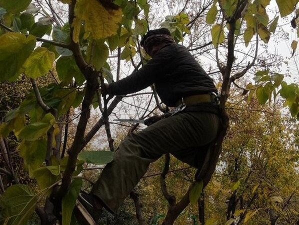 آغاز عملیات هرس درختان در کرج