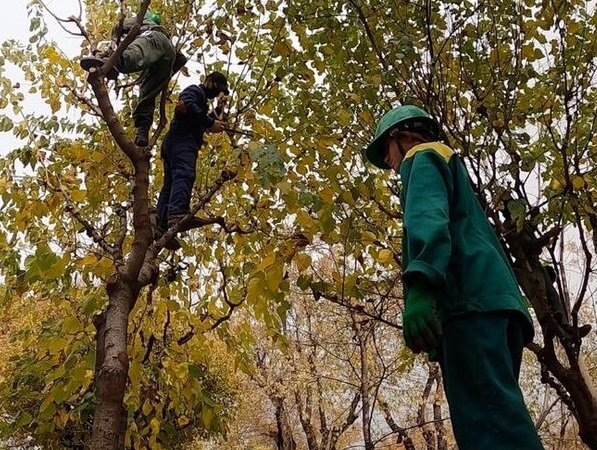 آغاز عملیات هرس درختان در کرج