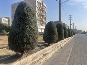 هرس بیش از ۳۰۰۰ اصله درختان سوزنی در منطقه ۳ کرج