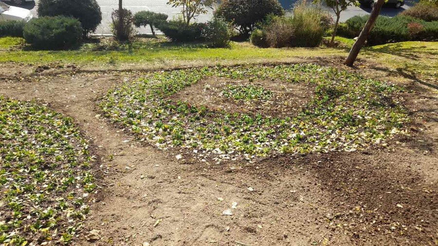 طراحی و اجرای فرش گل بوستان مادر به مساحت ۳۰۰ مترمربع