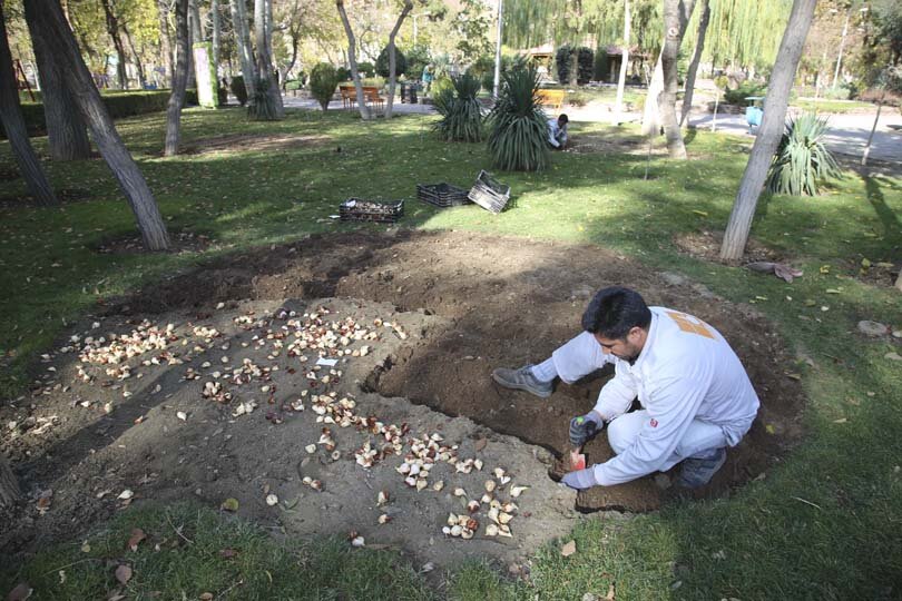 عملیات باز کاشت پیاز لاله در پارکها و بوستانهای شهر کرج