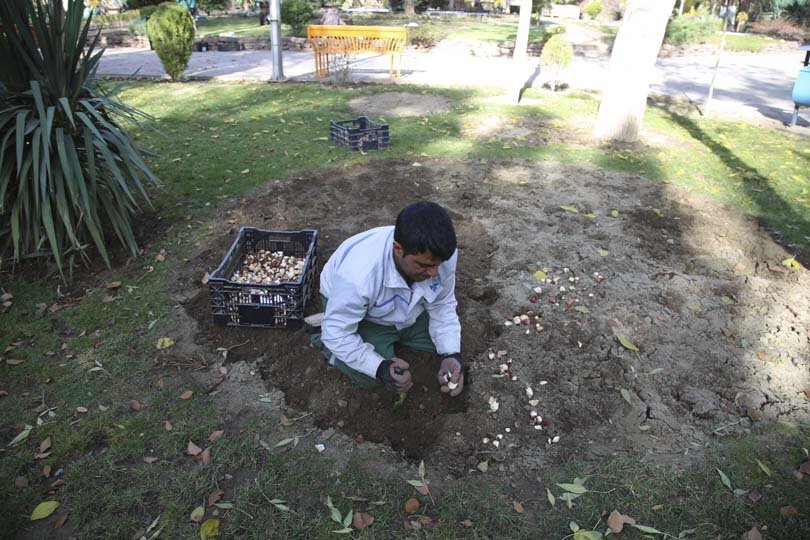 عملیات باز کاشت پیاز لاله در پارکها و بوستانهای شهر کرج