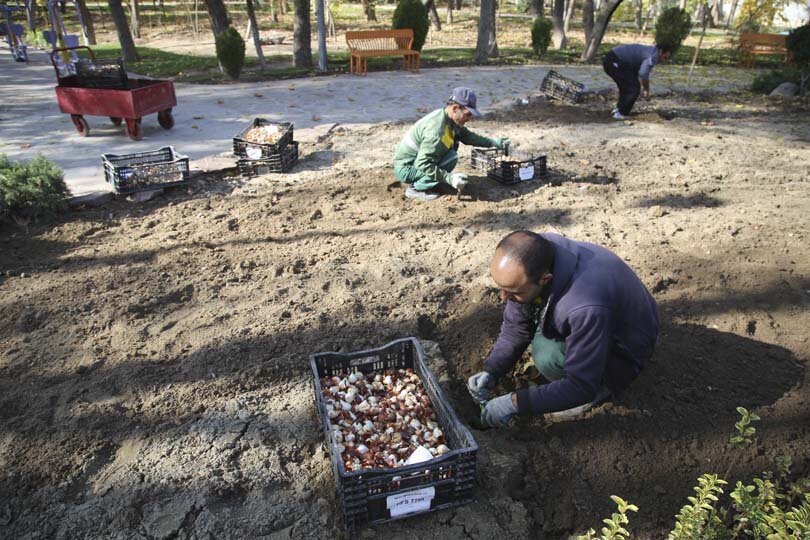 عملیات باز کاشت پیاز لاله در پارک‌ها و بوستان‌های شهر کرج