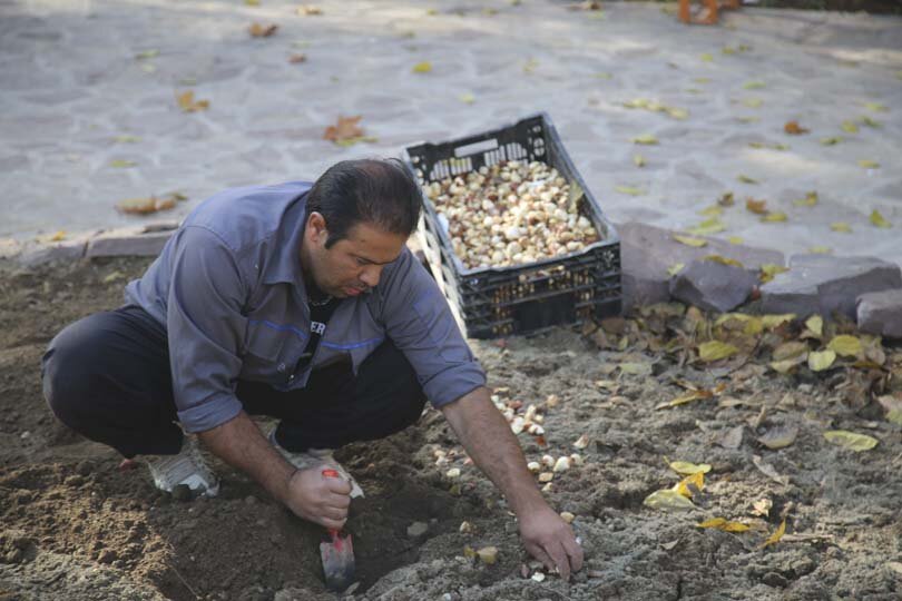 عملیات باز کاشت پیاز لاله در پارکها و بوستانهای شهر کرج