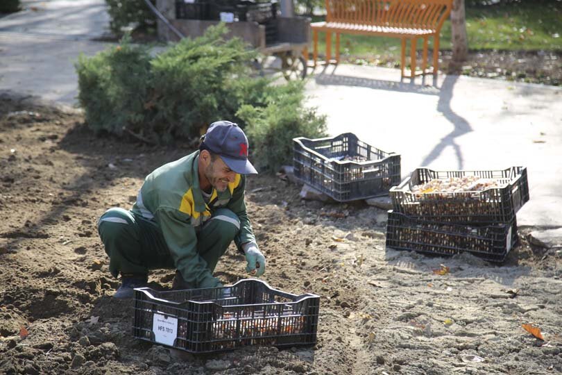 عملیات باز کاشت پیاز لاله در پارکها و بوستانهای شهر کرج