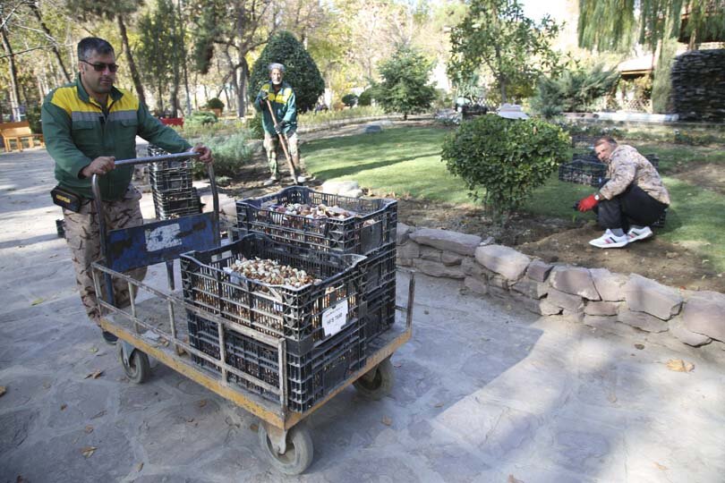 عملیات باز کاشت پیاز لاله در پارکها و بوستانهای شهر کرج