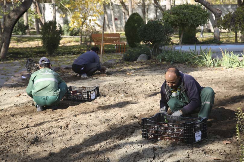 عملیات باز کاشت پیاز لاله در پارکها و بوستانهای شهر کرج