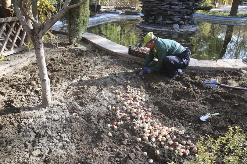 عملیات باز کاشت پیاز لاله در پارکها و بوستانهای شهر کرج