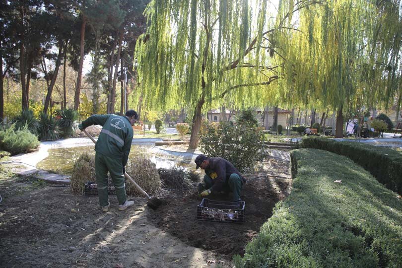 عملیات باز کاشت پیاز لاله در پارکها و بوستانهای شهر کرج