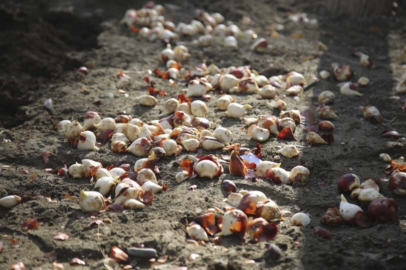 عملیات باز کاشت پیاز لاله در پارکها و بوستانهای شهر کرج