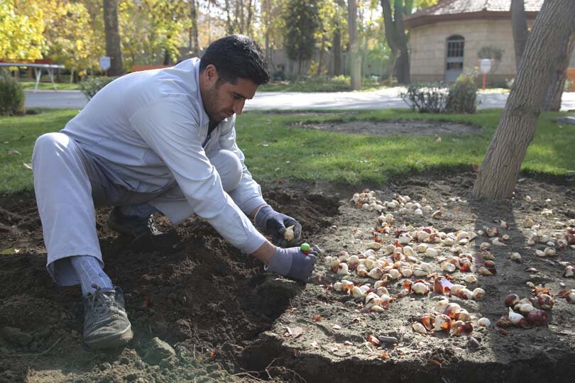 عملیات باز کاشت پیاز لاله در پارک‌ها و بوستان‌های شهر کرج