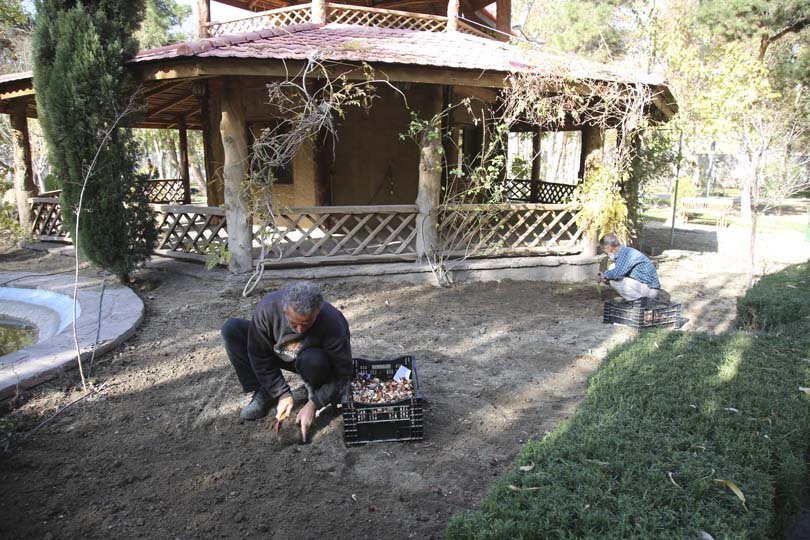 عملیات باز کاشت پیاز لاله در پارکها و بوستانهای شهر کرج