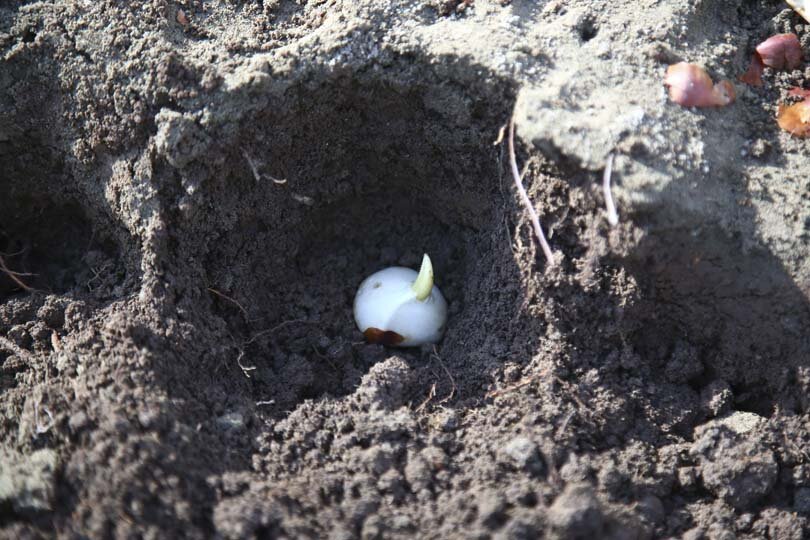 عملیات باز کاشت پیاز لاله در پارکها و بوستانهای شهر کرج