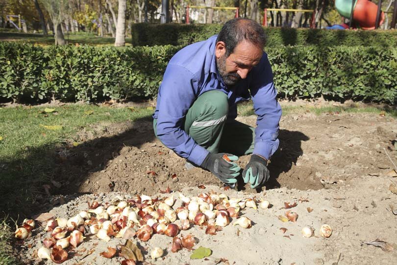 عملیات باز کاشت پیاز لاله در پارکها و بوستانهای شهر کرج