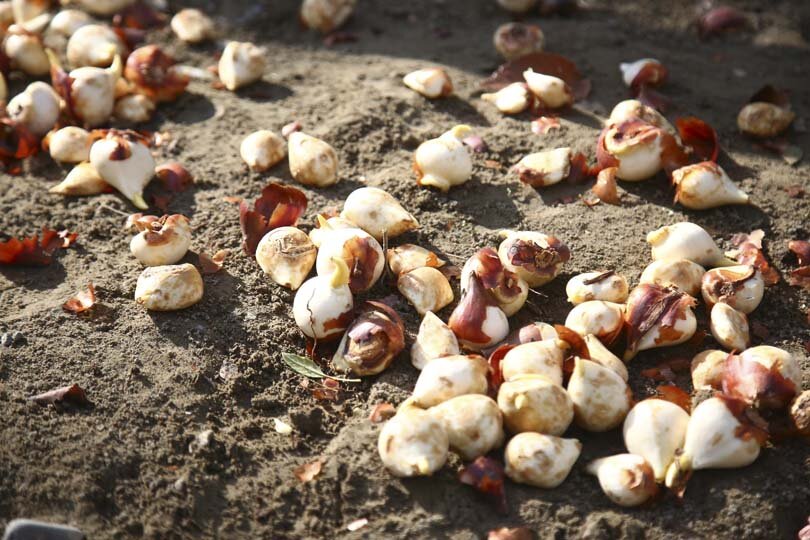 عملیات باز کاشت پیاز لاله در پارکها و بوستانهای شهر کرج