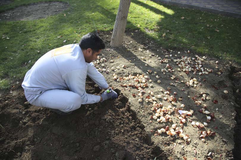 عملیات باز کاشت پیاز لاله در پارکها و بوستانهای شهر کرج