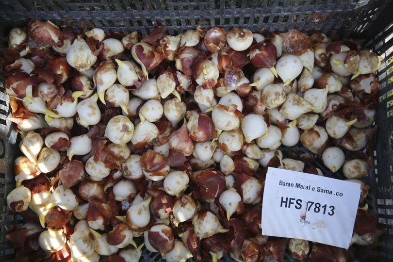 عملیات باز کاشت پیاز لاله در پارکها و بوستانهای شهر کرج