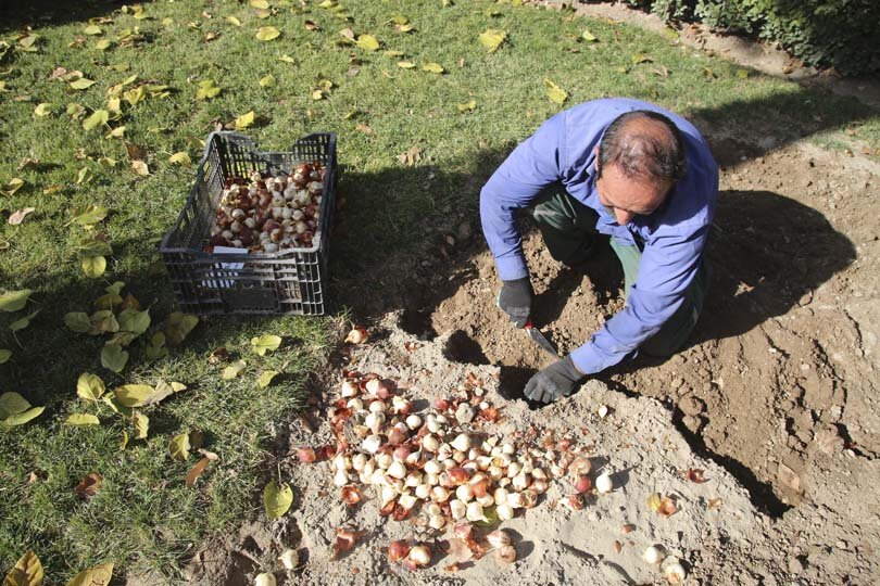 عملیات باز کاشت پیاز لاله در پارکها و بوستانهای شهر کرج