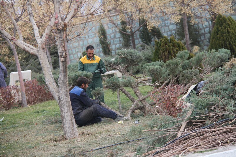 درختان بهشت سکینه(س) کرج هرس شدند