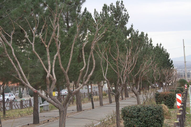 درختان بهشت سکینه(س) کرج هرس شدند