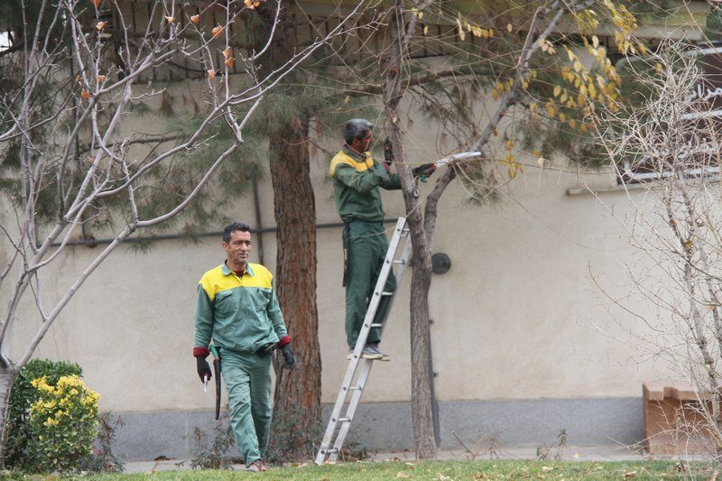 درختان بهشت سکینه(س) کرج هرس شدند