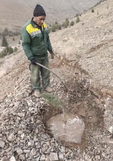 ۲۸۰ نهال سرو زربین در پروژه جنگلکاری بیجی کاشته شد