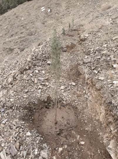 ۲۸۰ نهال سرو زربین در پروژه جنگلکاری بیجی کاشته شد