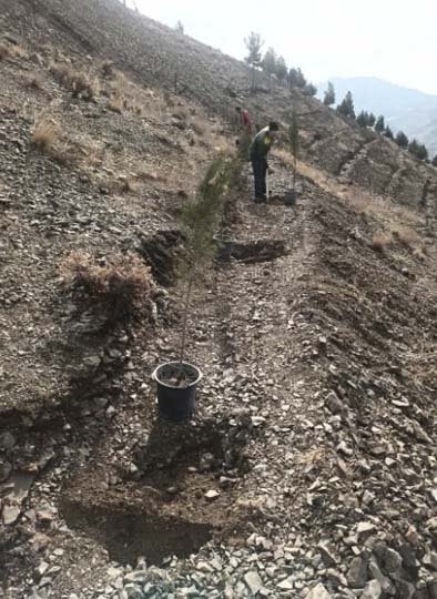 ۲۸۰ نهال سرو زربین در پروژه جنگلکاری بیجی کاشته شد