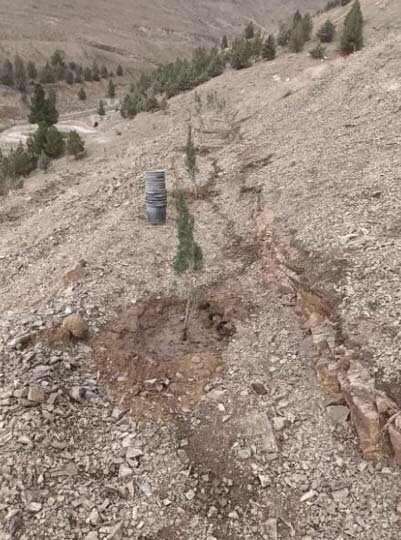 ۲۸۰ نهال سرو زربین در پروژه جنگلکاری بیجی کاشته شد