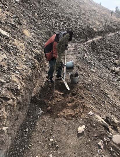 ۲۸۰ نهال سرو زربین در پروژه جنگلکاری بیجی کاشته شد