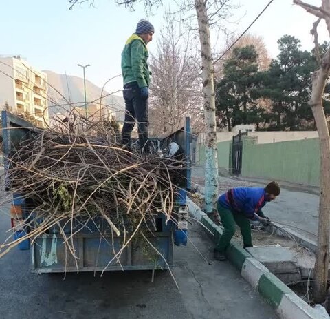 درختان منطقه ۱۰ کرج هرس شدند 10