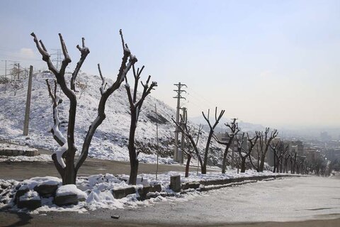 انتقال درختان شهید بهشتی به خیابان های عدل و بوعلی