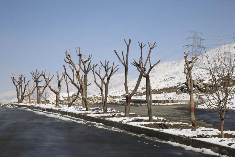 هیچ درختی در مسیر اجرای بی آر تی قطع نمیشود