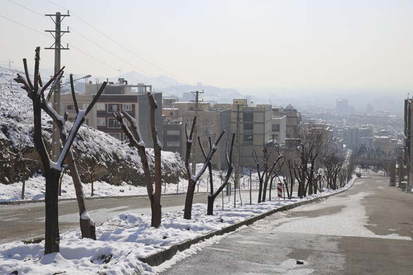 هیچ درختی در مسیر اجرای بی آر تی قطع نمیشود