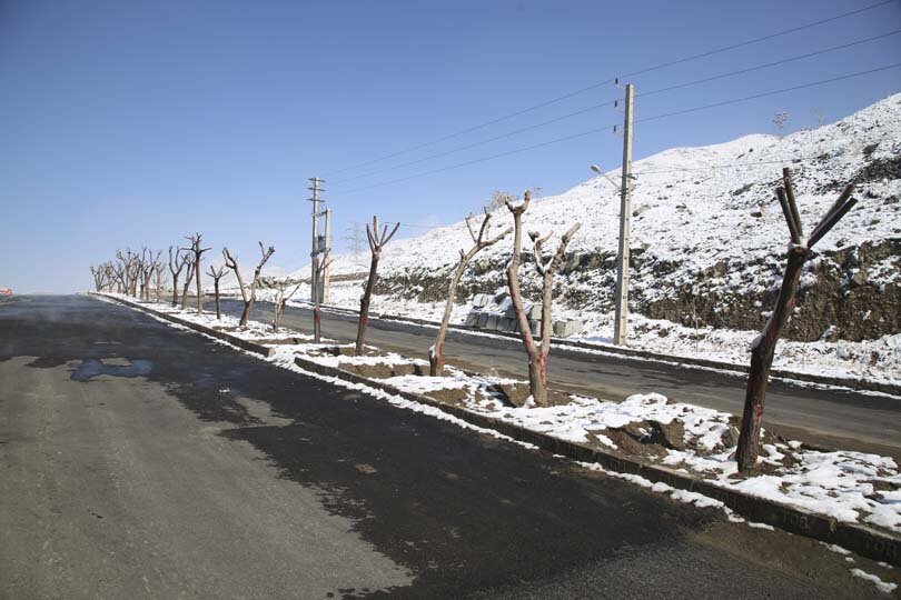هیچ درختی در مسیر اجرای بی آر تی قطع نمیشود
