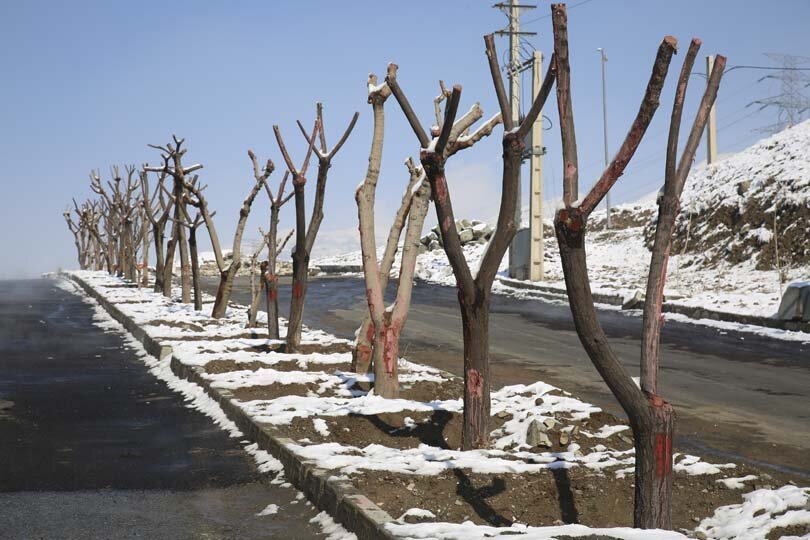 هیچ درختی در مسیر اجرای بی آر تی قطع نمیشود