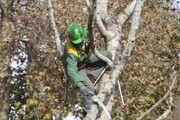 بیش از ۷۰ درصد درختان کرج هرس شدند