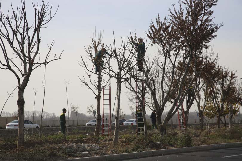 بیش از ۷۰ درصد درختان کرج هرس شدند