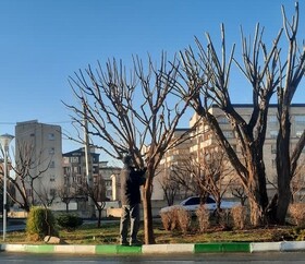 هرس و بازپیرایی زمستانه درختان در منطقه ۳ کرج