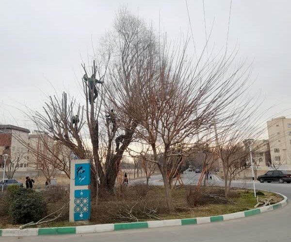 هرس و بازپیرایی زمستانه درختان در منطقه ۳ کرج