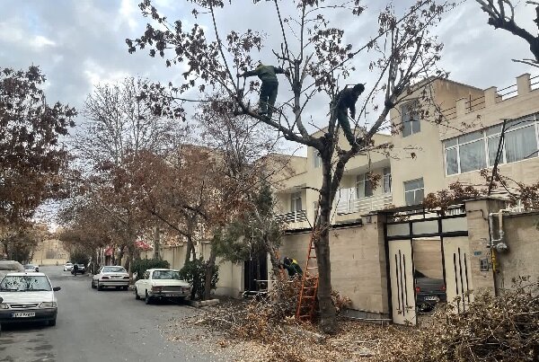 هرس و بازپیرایی زمستانه درختان در منطقه ۳ کرج