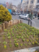 کاشت بیش از ۳ هزار بوته گل فصلی همیشه بهار در عرصه‌های فضای سبز منطقه ۹