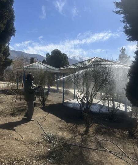 پایان عملیات سمپاشی زمستانه درختان در کرج