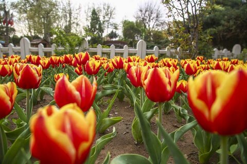باغ گلها آماده میزبانی از یازدهمین جشنواره لالههای کرج/برپایی جشنواره از ۱۵ تا ۲۲ فروردینماه دهمین جشنواره لاله ها