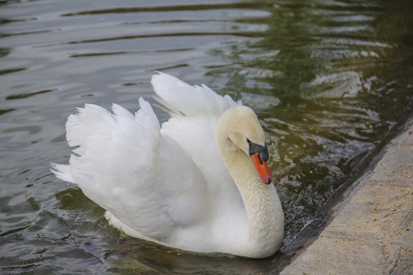 جشنواره لالهها به یک رویداد ملی تبدیل شده است