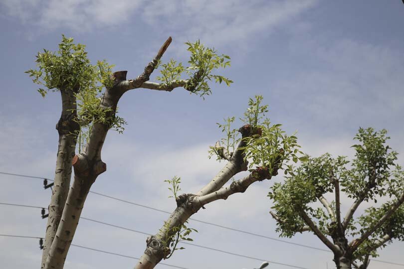 درختان پروژه بولوار جمهوری لبخند دوباره زدند