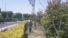 آغاز عملیات آماده‌سازی و بسترسازی کاشت گل‌های فصلی در سطح منطقه ۹ کرج